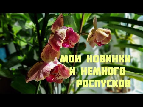 Видео: Орхидейные новинки😊 немного роспусков.