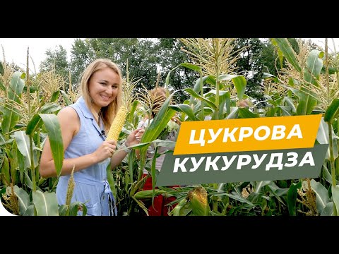 Видео: Технология выращивания сахарной кукурузы