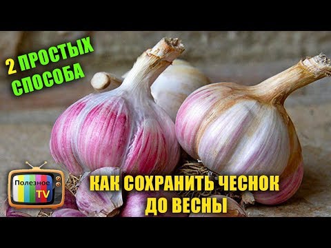 Видео: КАК СОХРАНИТЬ ЧЕСНОК ДО ВЕСНЫ ЧЕСНОК БУДТО ТОЛЬКО С ГРЯДКИ