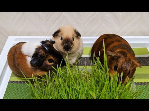 Видео: Как легко прорастить пшеницу для ваших морских свинок / How to grow a fresh wheat for piggies