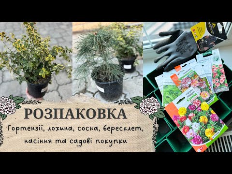 Видео: Розпаковка посилки з ГОРТЕНЗІЯМИ 🌸 Нові РОСЛИНИ з Садового Центру 🪴 Огляд Покупок для САДІВНИЦТВА 🛍