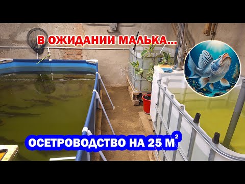 Видео: В ожидании малька. Осетроводство без вложений на 25 метрах. УЗВ по выращиванию осетра и форели.