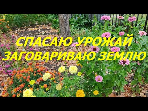 Видео: СПЕШУ УБРАТЬ УРОЖАЙ ДО ЗАМОРОЗКОВ. ЗАГОВАРИВАЮ ЗЕМЛЮ НА ПЛОДОРОДИЕ И УРОЖАЙ.