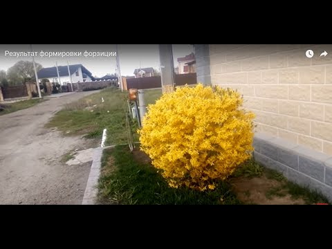 Видео: КАК ОБРЕЗАТЬ ФОРЗИЦИЮ ДЛЯ ФОРМИРОВКИ ШАРОМ.