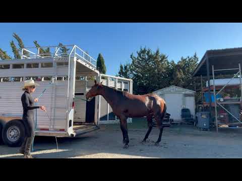 Видео: Хитрость с загрузкой прицепа — дрессировка лошадей на аллюре