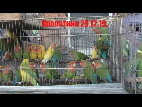 Видео: 29.12.19. Птичий рынок г. Кропоткин( ч1) Kropotkin bird market (part 1)