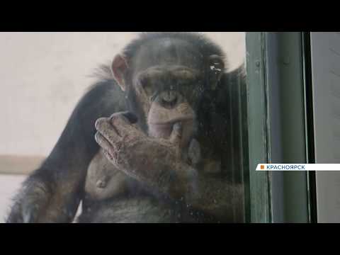 Видео: В «Роевом ручье» без посетителей заскучали животные