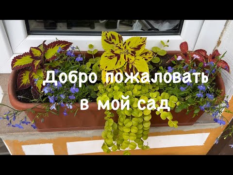Видео: Мой сад в начале лета. Обрезка сирени. Смонтировали полив в теплице.