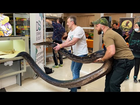 Видео: НАПАДЕНИЕ ЗМЕИ НА ЧЕЛОВЕКА, ДРЕССИРОВАННЫЙ КОТ И РУЧНАЯ ЛАСКА НА РЕПТИЛИУМЕ 2021