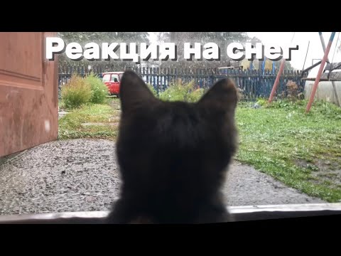 Видео: ФЕНИКС И ИЗАБЕЛЛА | Реакция на снег