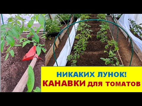 Видео: КАНАВКИ для томатов. Как сделать и зачем? Чем заправить?