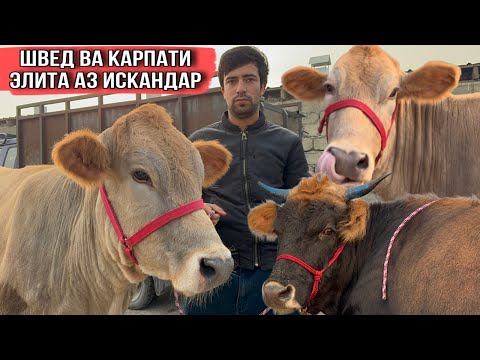 Видео: ШВЕД ва КАРПАТИ ЭЛИТА АЗ ИСКАНДАР 12 ноября 2025 г.