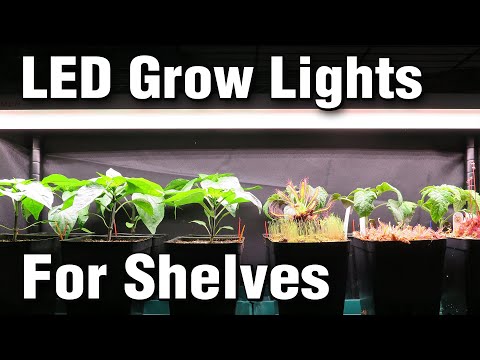 Видео: Светодиодные фитосветильники для стеллажных систем: SF300/SF600 против флуоресцентных ламп T12 T5...