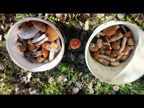 Видео: 3 жовтня 2025р. Трудові, але є...😍❤️🤗