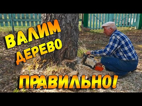 Видео: Как свалить дерево в нужную сторону. Пилим большую, старую березу
