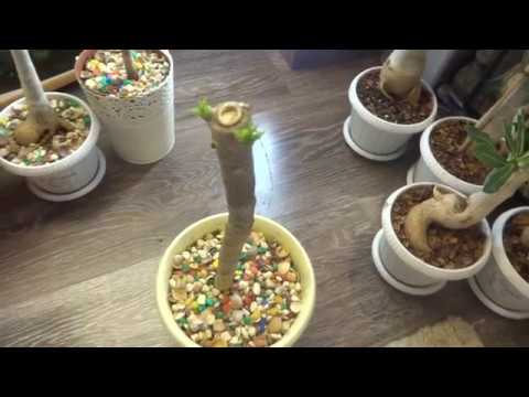 Видео: Цветы в моем доме. Комнатные растения. Что стало после обрезки с Адениумом и Плюмерией.