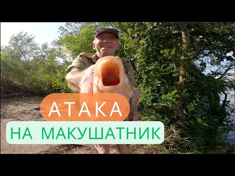 Видео: Летняя РЫБАЛКА на реке Днепр || Атака на МАКУШАТНИК!