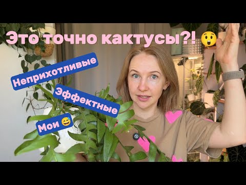 Видео: Неприхотливые, но эффектные: мои лесные кактусы