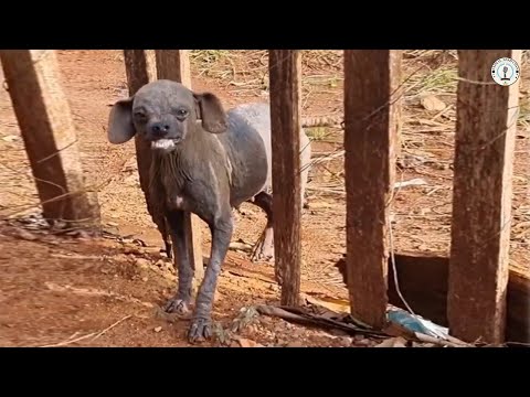 Видео: Над ней насмешили из-за внешности, и она расплакалась, впервые почувствовав тёплые объятия.