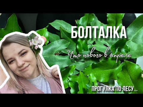 Видео: Новинки апреля. Обзор и пересадка. Прогулка по лесу 🌳🌲