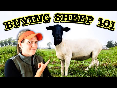 Видео: КАК ПОКУПАТЬ ОВЕЦ | РУКОВОДСТВО ДЛЯ НАЧИНАЮЩИХ ПО ПОКУПКЕ ОВЕЦ
