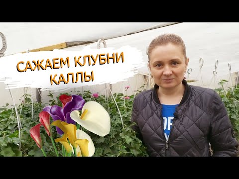 Видео: Сажаем клубни цветной каллы зантедеския! Как это делаем мы