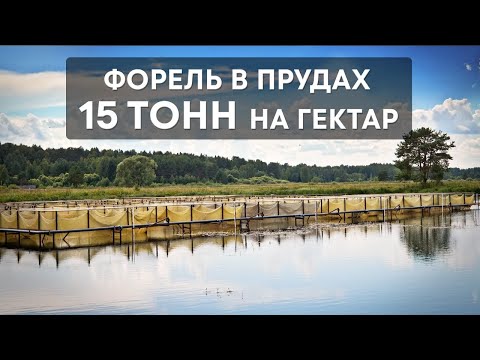 Видео: Форель в прудах. Плотность посадки 15 тонн на 1 гектар