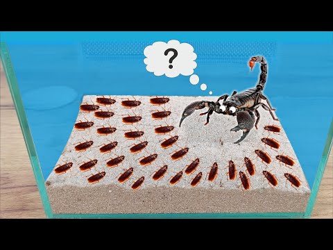 Видео: Что если голодный Скорпион увидит сразу 1000 голодных тараканов?