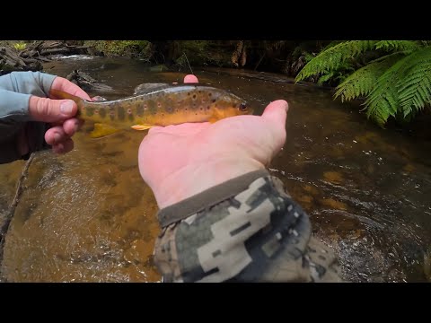 Видео: Виктория, тур №2 - с 20 по 26 сентября 2025 г. - рыбалка на пруду Элидон и посещение Elidon Bait ...