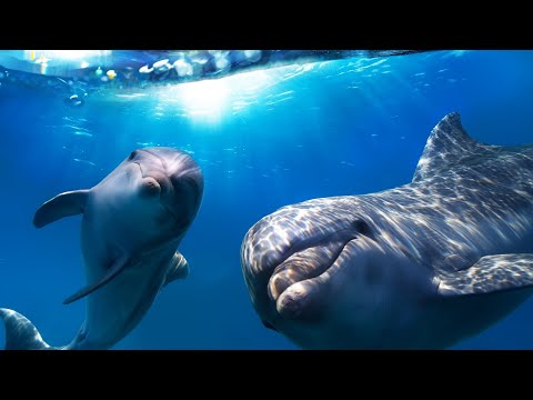 Видео: Звук Океана, песни Дельфинов и Китов. 432Гц +4d \ REAL Ocean sound, Dolphins & Whales, 432Hz + 4d