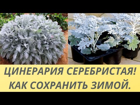 Видео: ЦИНЕРАРИЯ СЕРЕБРИСТАЯ! КАК СОХРАНИТЬ И РАЗМНОЖИТЬ ЗИМОЙ.СПОСОБ РАЗМНОЖЕНИЯ БЕЗ ПОСЕВА СЕМЯН.