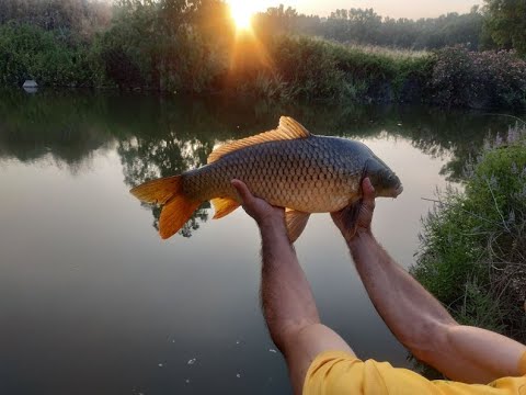 Видео: Карп 3 кг утащил снасть.Самый лучший отдых на реке Иордан) Ловля одичалых карпов на кукурузу!