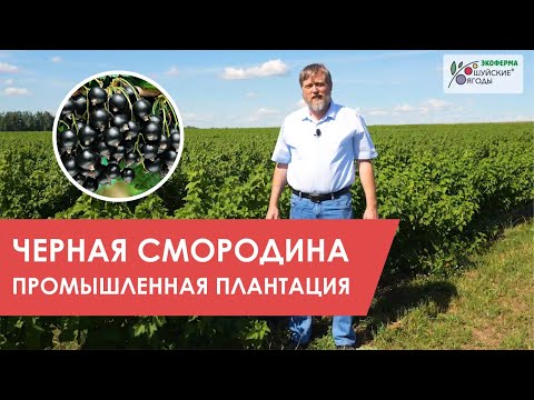 Видео: Черная смородина: промышленная плантация Экофермы "Шуйские ягоды"