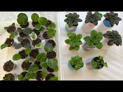 Видео: Фиалки, Результаты!, 1 месяц после получения посылки.