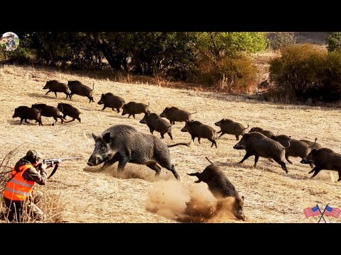 Видео: Невероятно! Охота на кабана в поле — захватывающее зрелище! Охота на диких кабанов