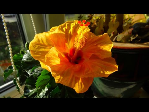 Видео: комнатные растения - вопросы и ответы