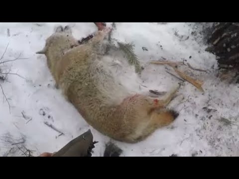 Видео: Поймал юбилейного 30го волка/ Охота на волка в Бурятии