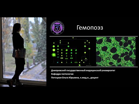 Видео: 7. Кроветворение Лекция по гистологии