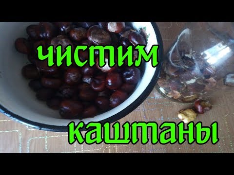 Видео: Чистим каштаны для настойки легко и быстро.