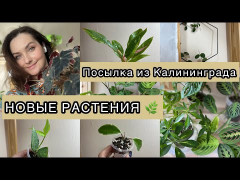 Видео: РАСПАКОВКА НОВЫХ РАСТЕНИЙ ОТ @moment_of_inspiration | Хойи, филодендрон RING OF FIRE🔥🌿🌿🍀👌