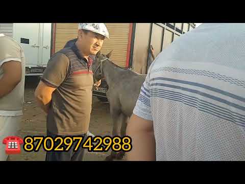 Видео: Сарыағаш мал базары Жылқы бағасы.