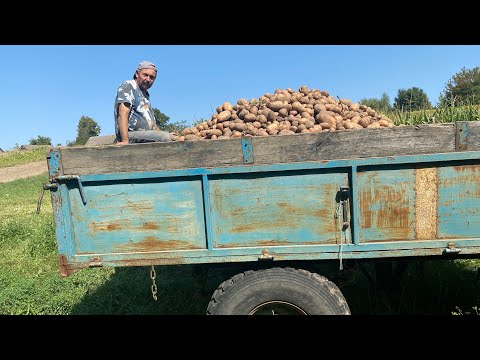 Видео: За півтори години викопали всю бараболю // СІЛЬСЬКЕ ЖИТТЯ.