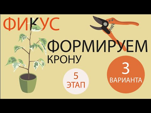 Видео: №112. Фикус Бенджамина. Этап 5. Формируем 3 вида кроны. Обрезка взрослых растений.