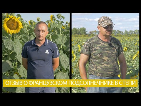 Видео: Сравнение подсолнечника в степи: Имерия, Кларисса, Кодизоль, Енисей. Обработка Сан Пауэр.
