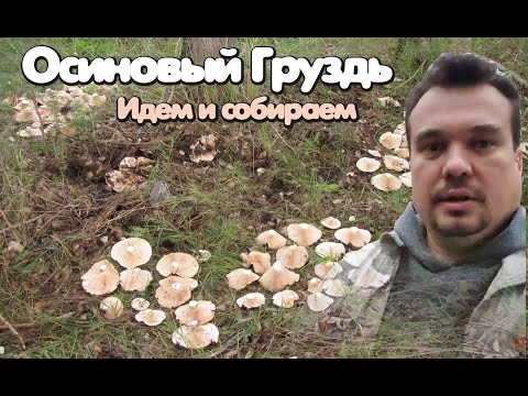 Видео: Осиновый груздь. Ходим и собираем.