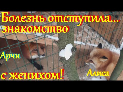 Видео: Алиса лиса. Врачи разрешили гулять. Знакомство с женихом Арчи.