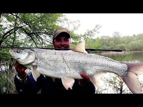 Видео: Трофейный жерех! Ловля жереха на спиннинг. Рыбалка 2023