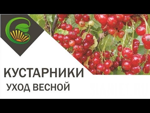 Видео: Ягодные кустарники. Уход весной