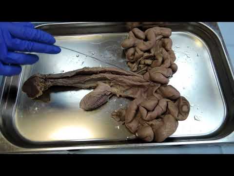 Видео: Видеозанятие 29 «Органы размножения (часть 1)»