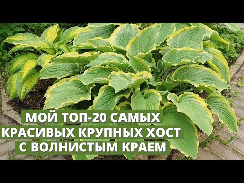 Видео: Самые красивые крупные хосты с волнистыми краями